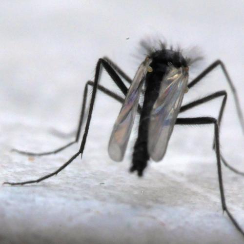 Réf. 275 593 : Orthocladiinae inconnu